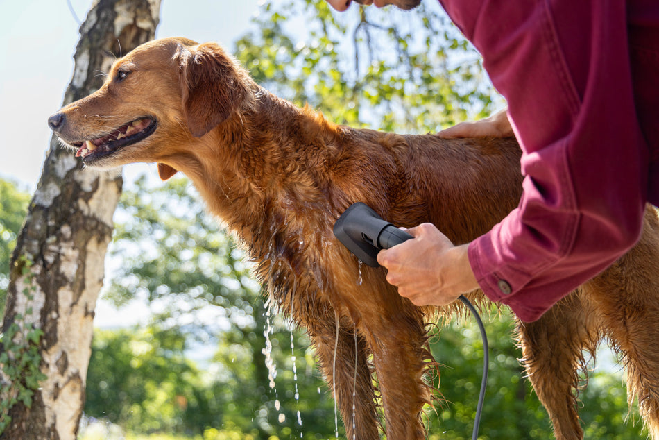 Brosse animaux de compagnie